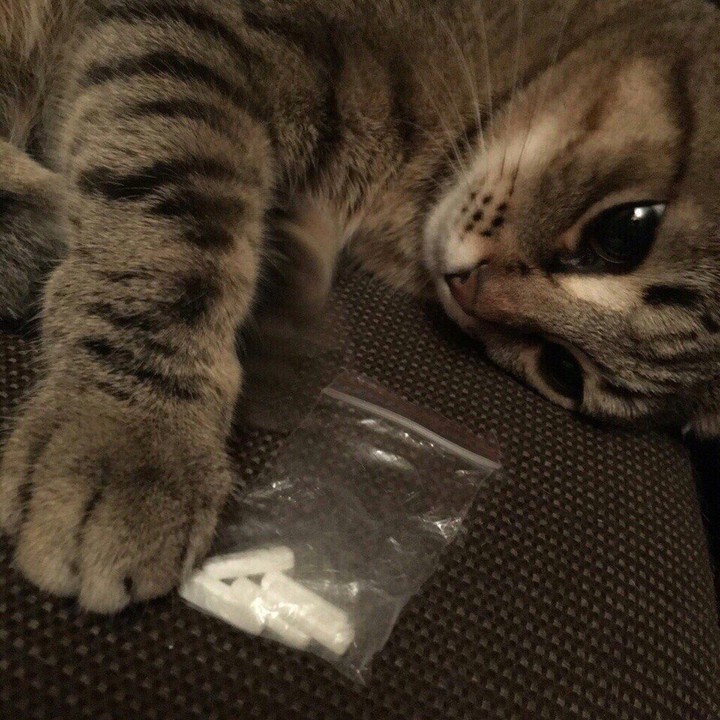 Кот