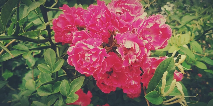 rose