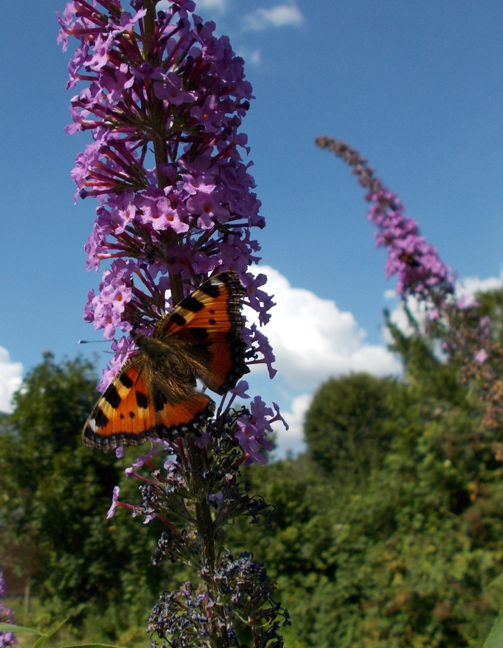 Sommer