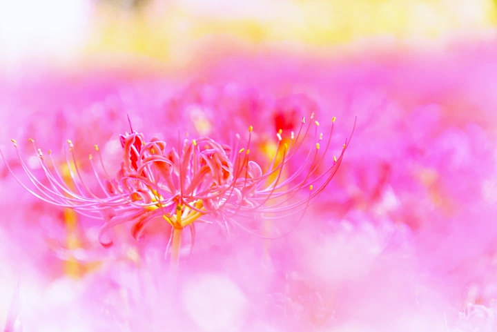 Amaryllis