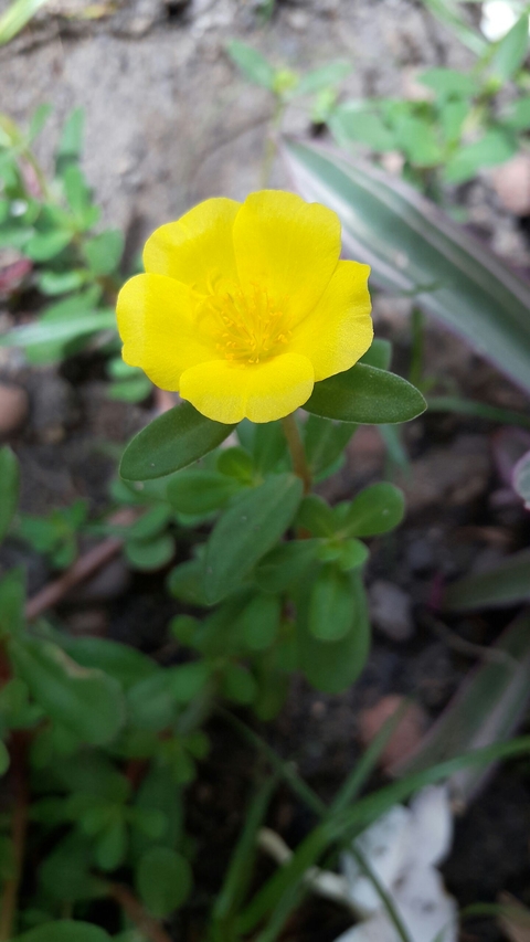 Eleven hours flower!