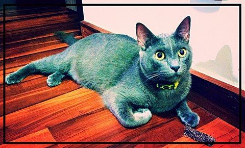 olhar fixo de gato