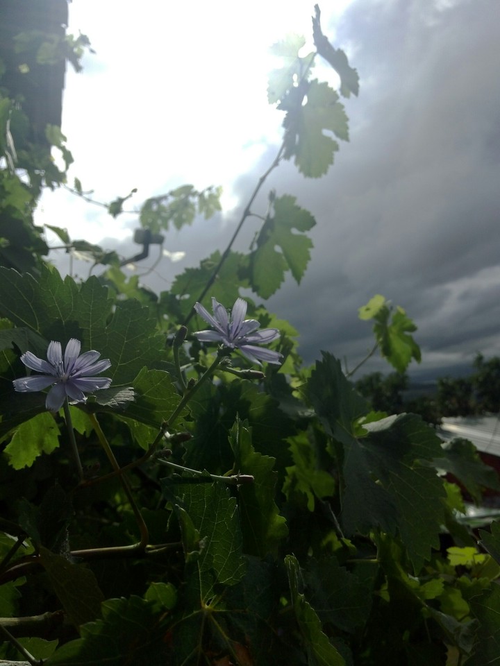 weather