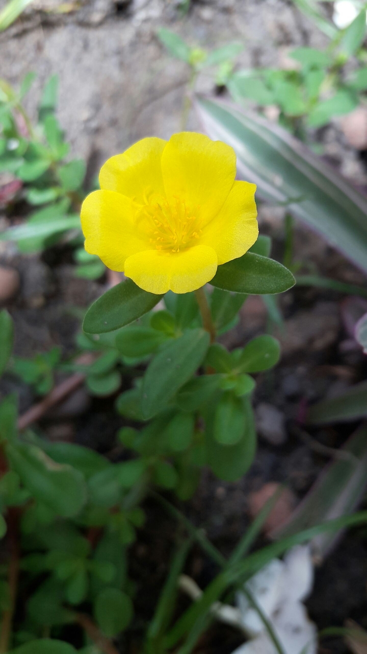Eleven hours flower!