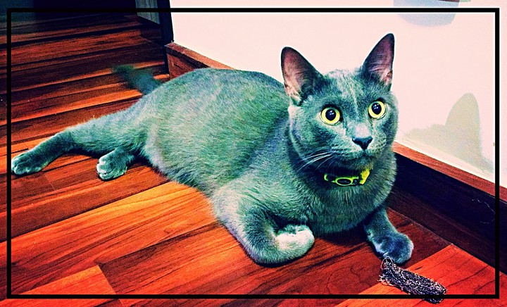 olhar fixo de gato