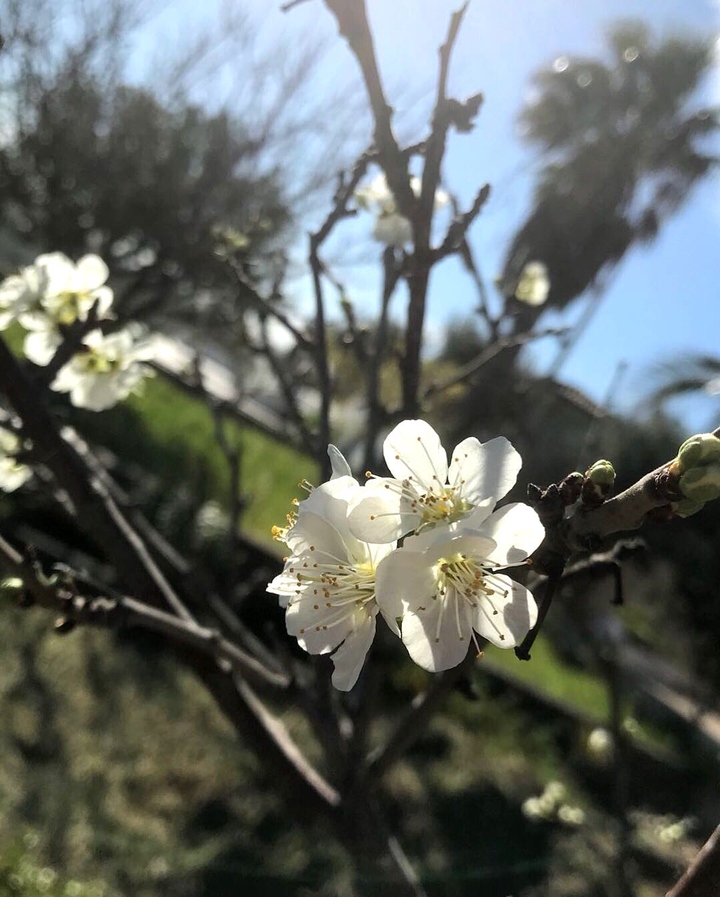 Fiori di primavera