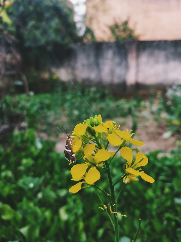 yellow flowers