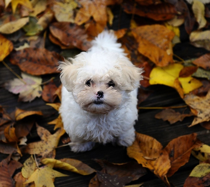 Dog Autumn