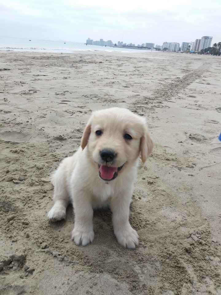 Lovely dog