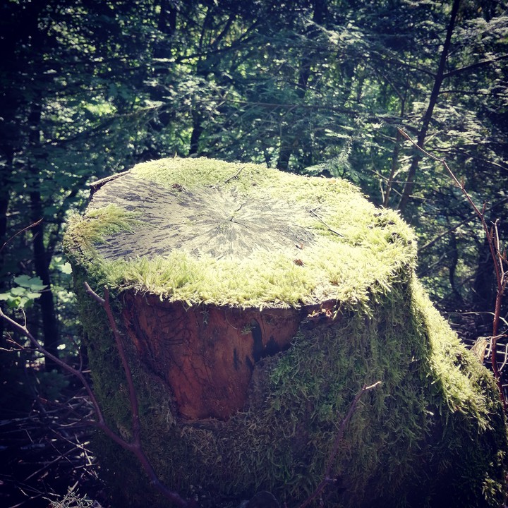 tree