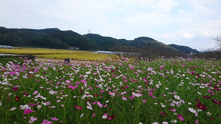 秋桜