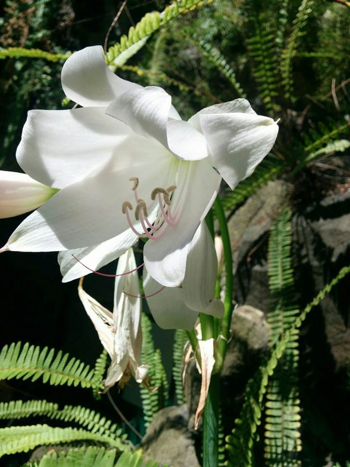 White Crinum