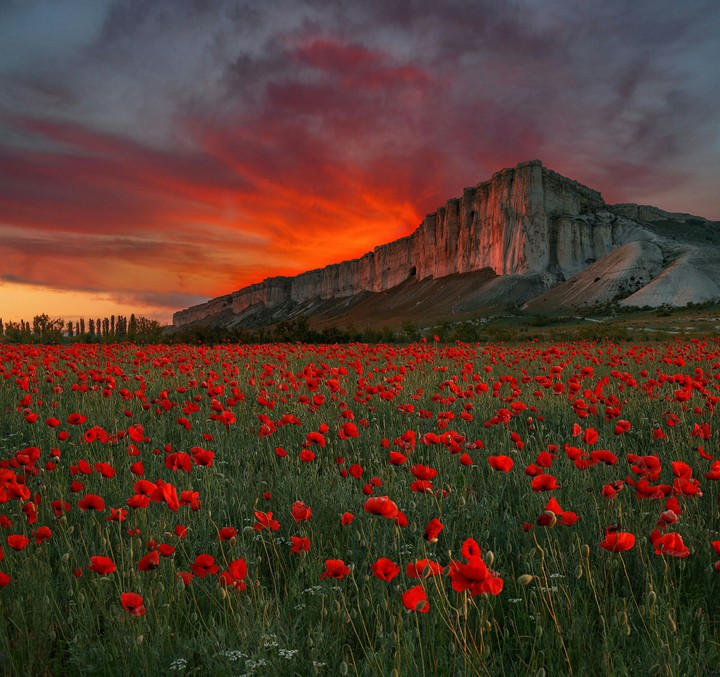 Maki Flowers Field Sunset.