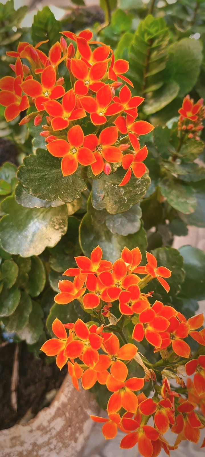 flor