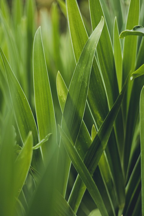 sedges, Close-up háttérképek