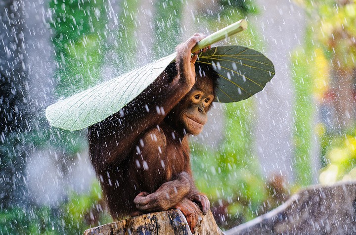 Orangutan