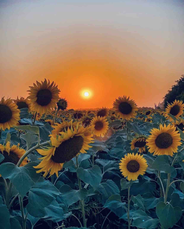подсолнухи