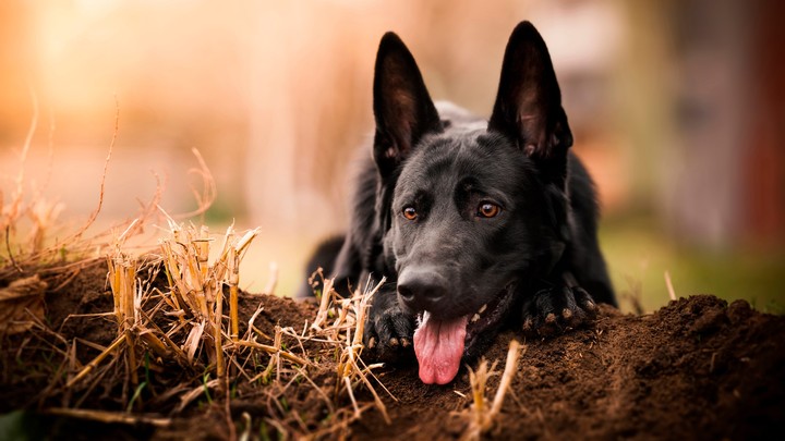 Black dog
