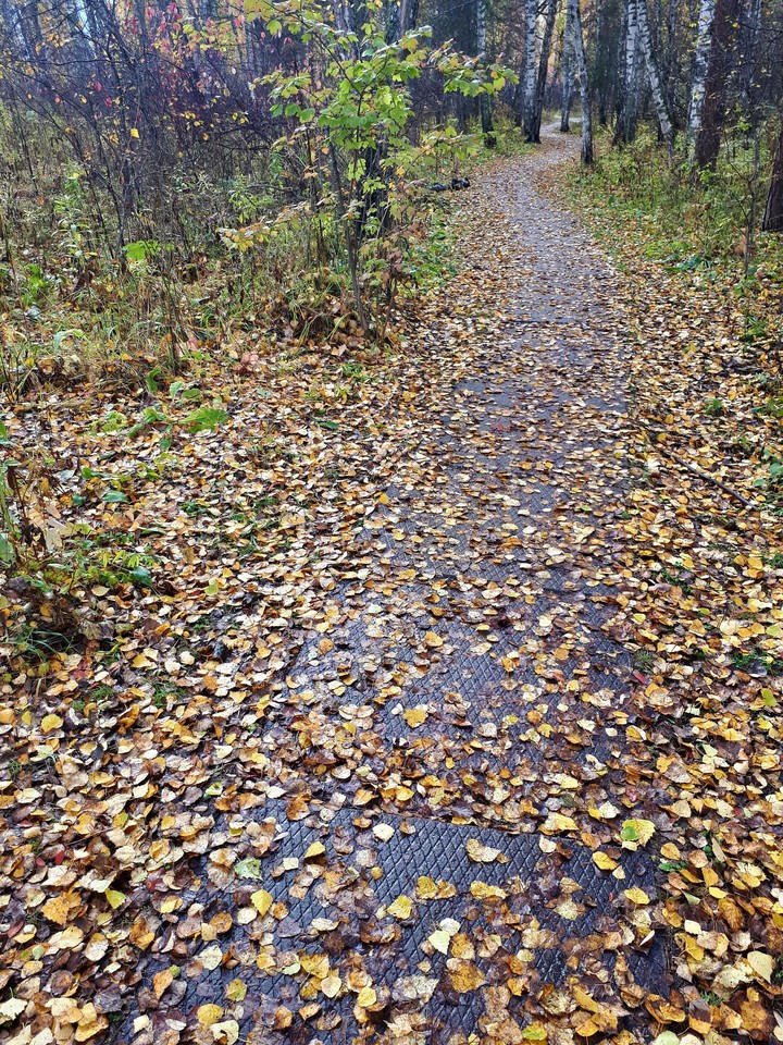 дорога в лесу