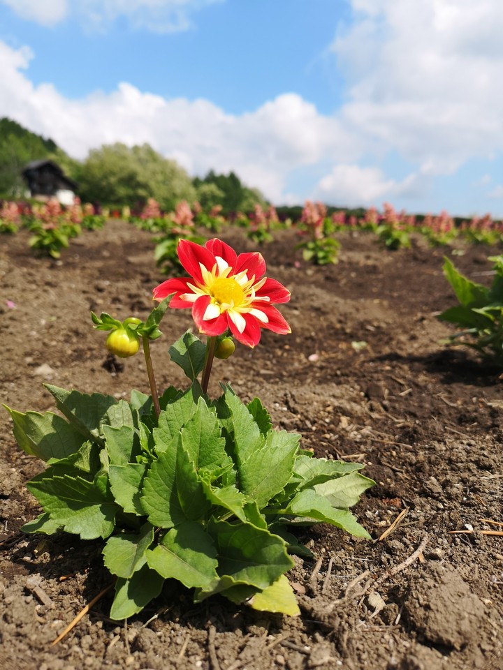 Summer Flower