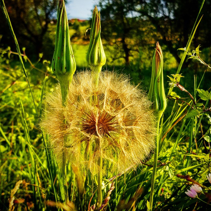 nature