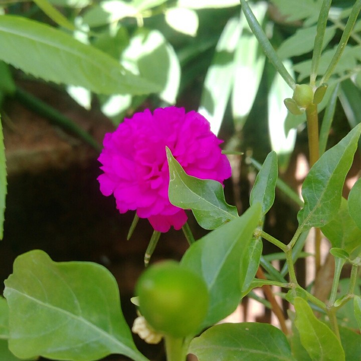 pinky