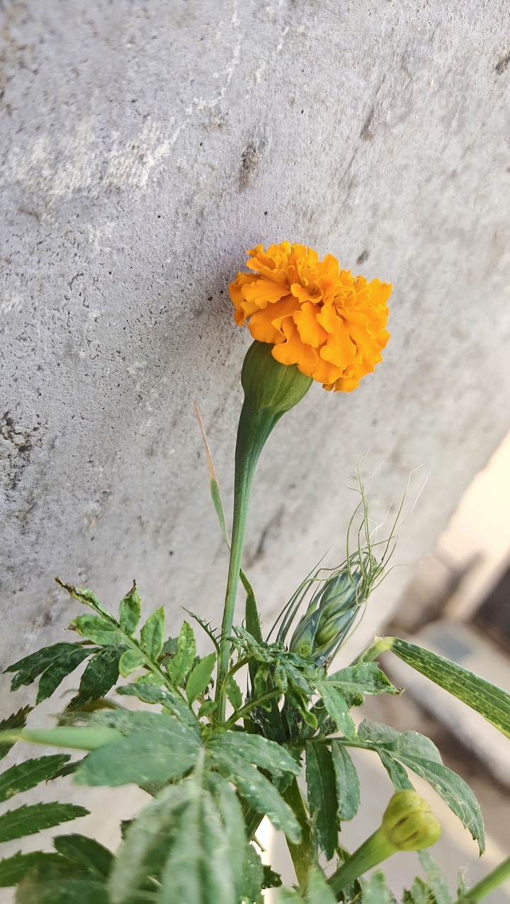 yellow love