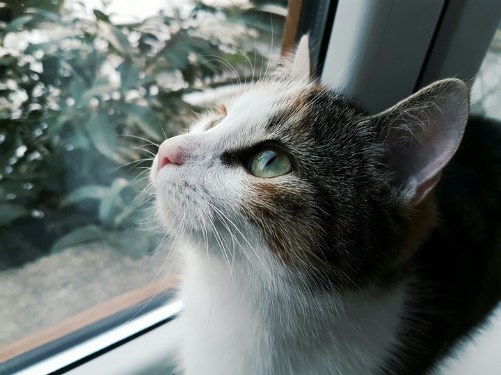 Wonderful cat