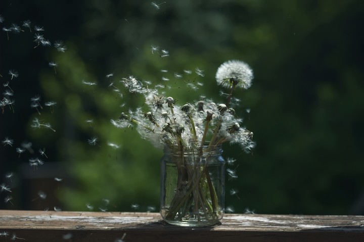 dandelion