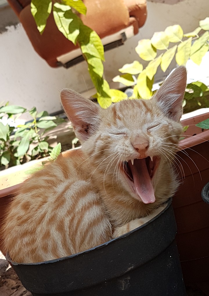 Yawning cat