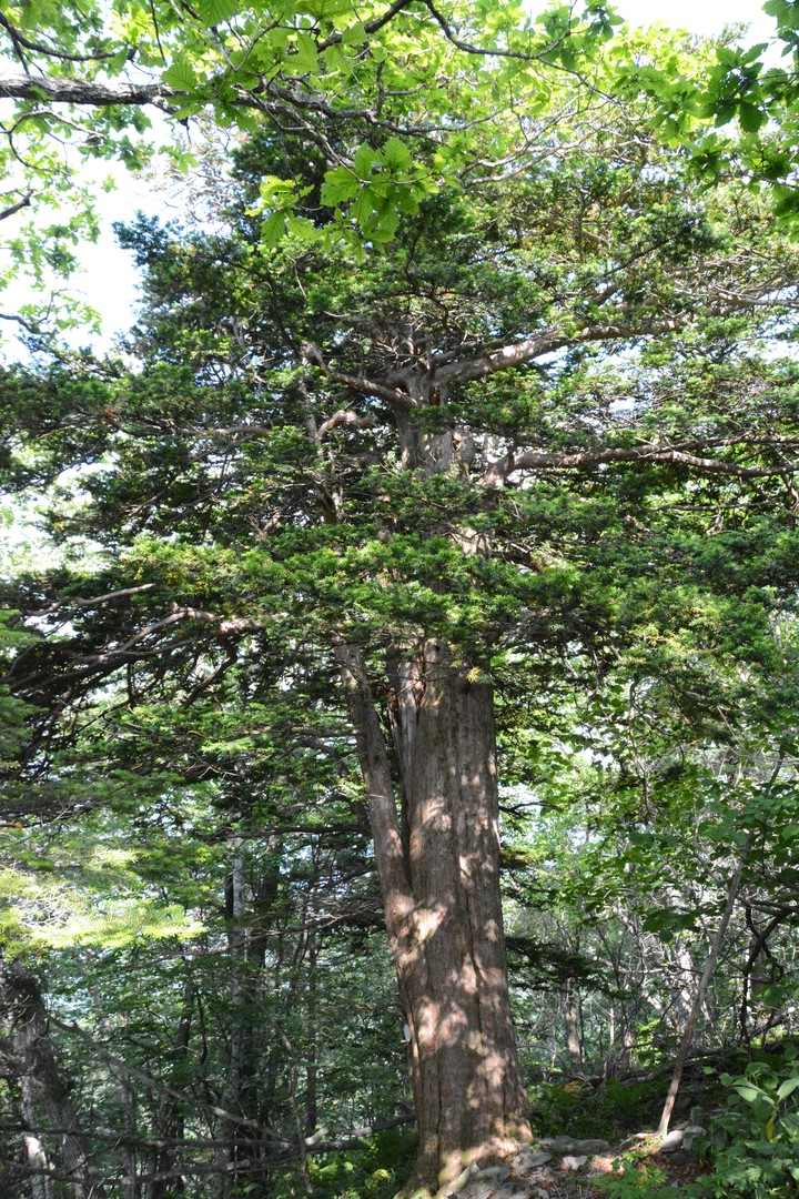 산이미지