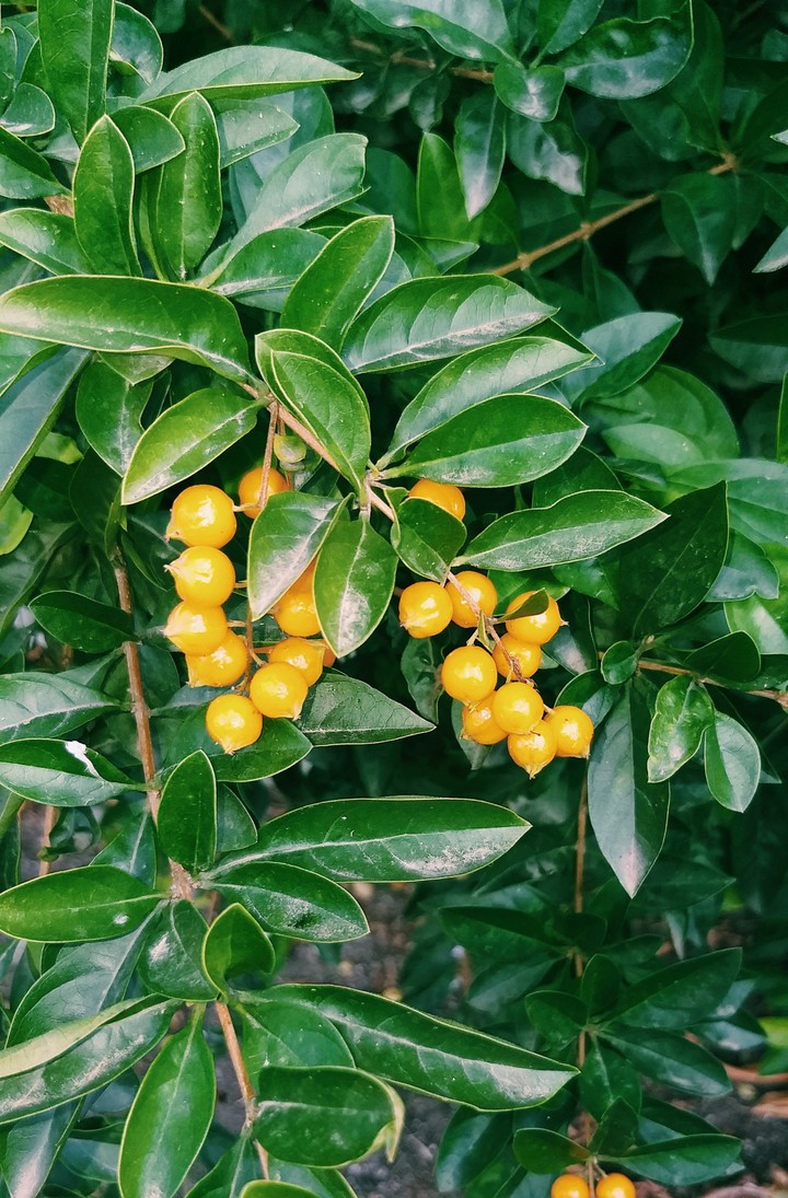 Berries