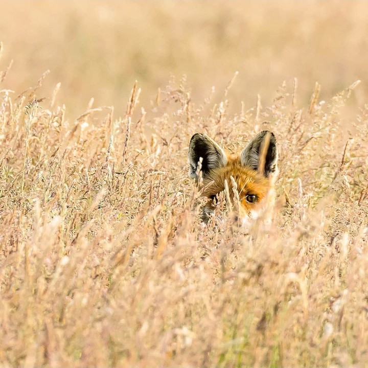 fox