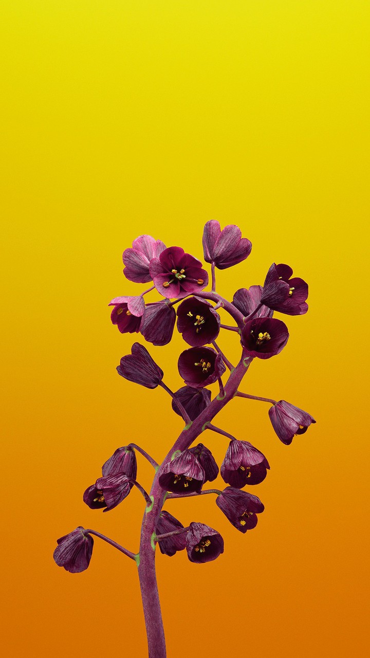 ph