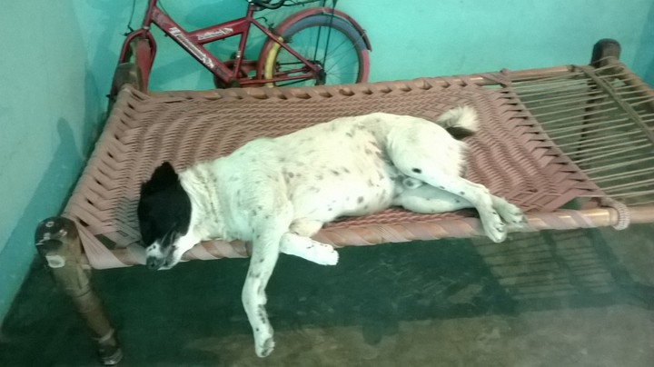 My Dog