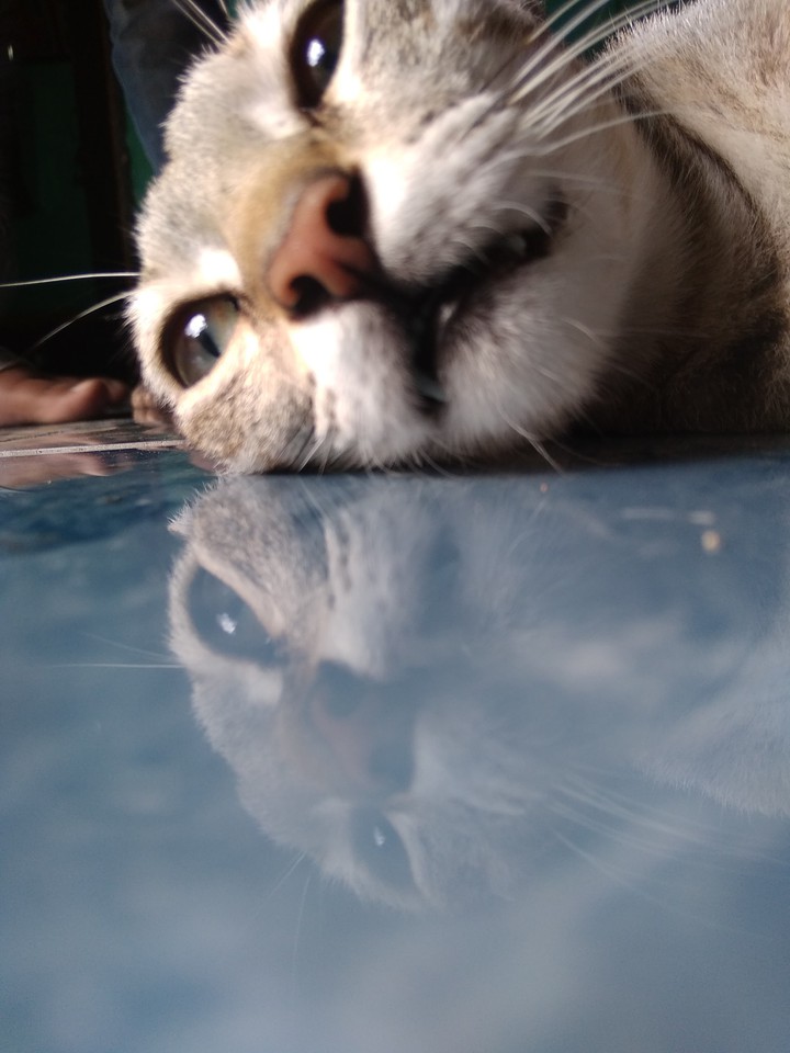 cat