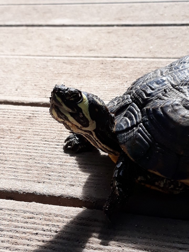 Tortue
