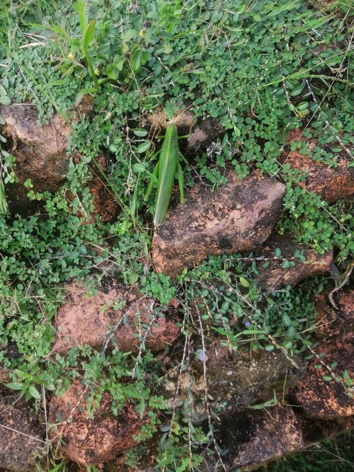 Grasshopper