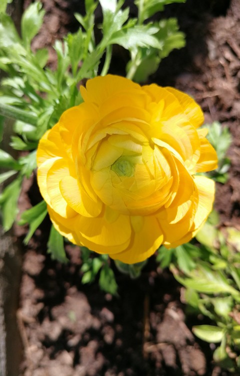 Yellow flower feeling like Summer