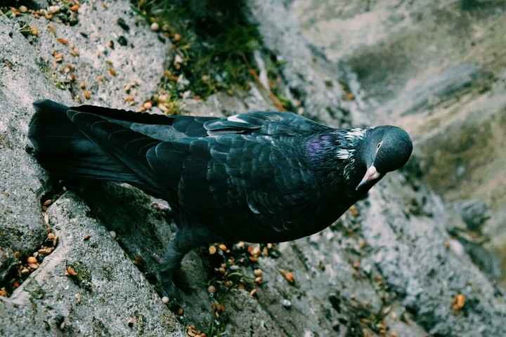 pigeon