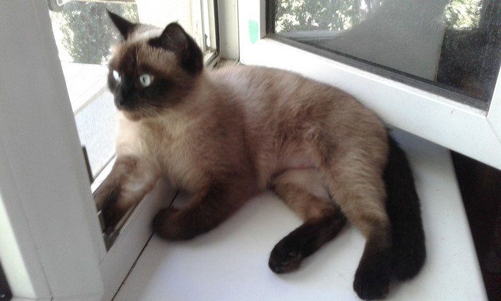 cat