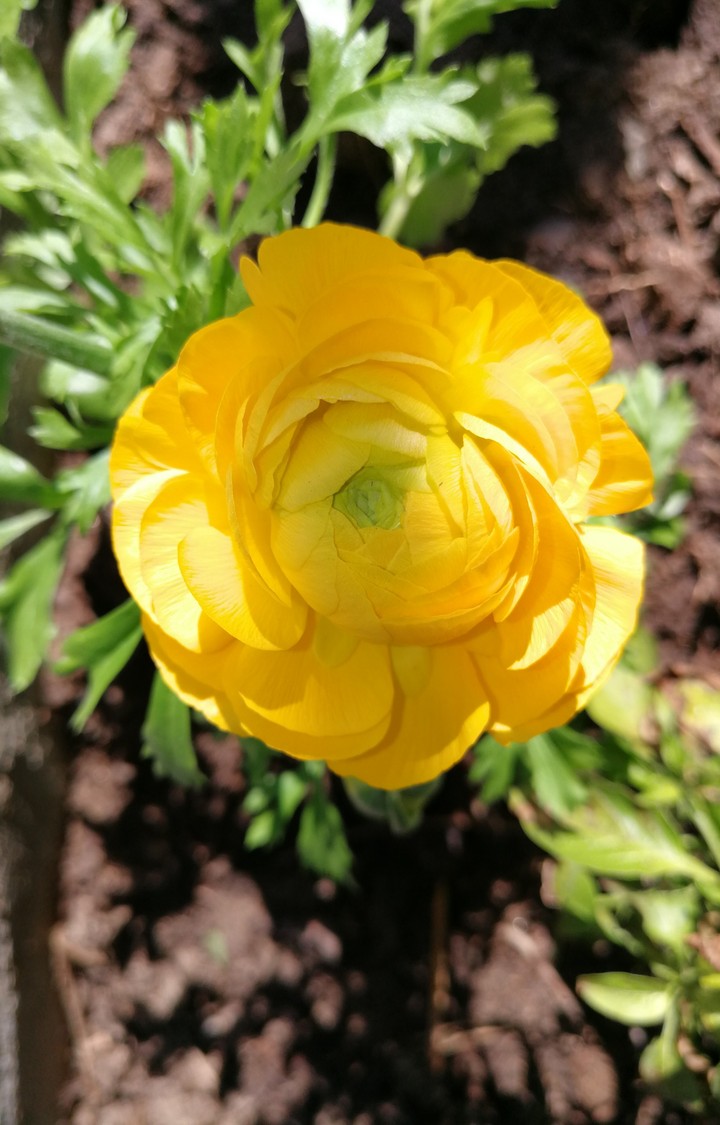 Yellow flower feeling like Summer