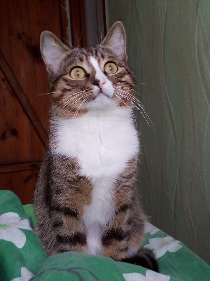 Мой котэ