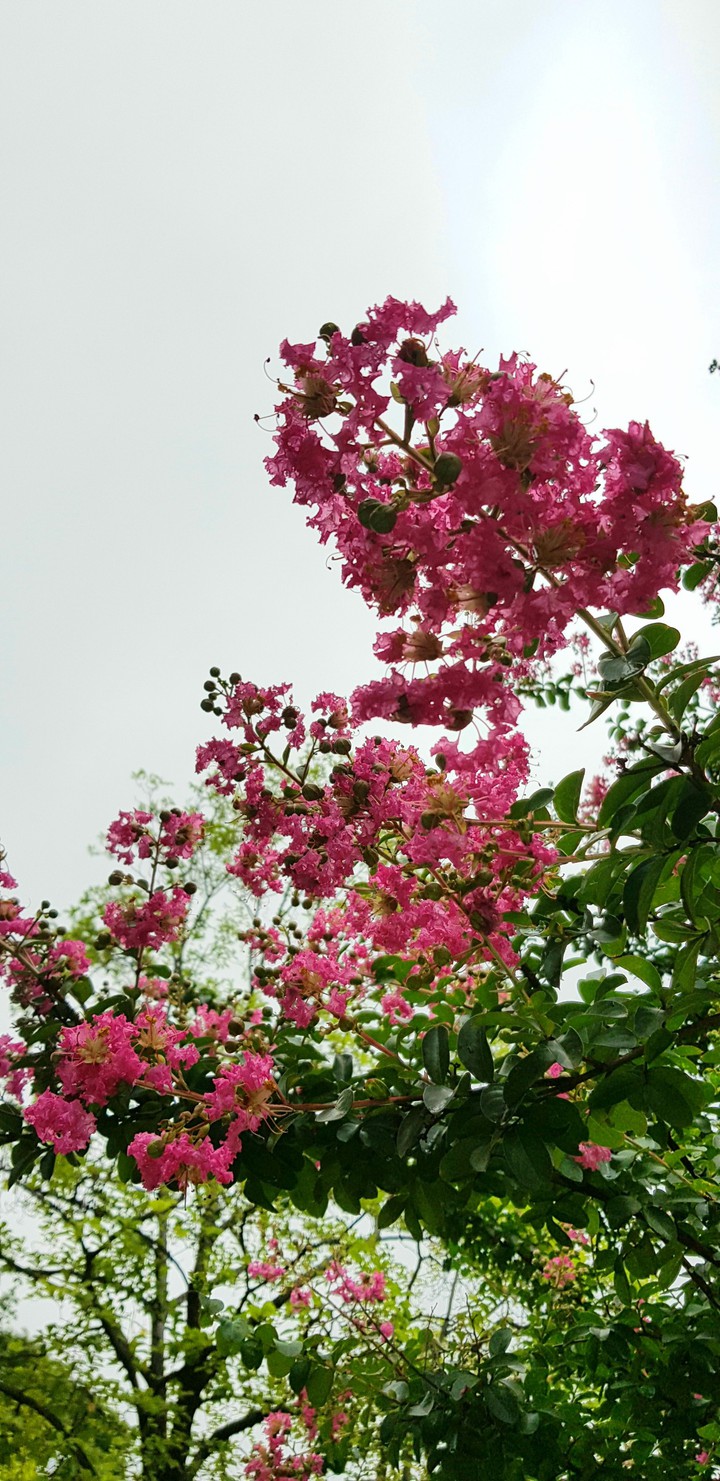 korea summer flower