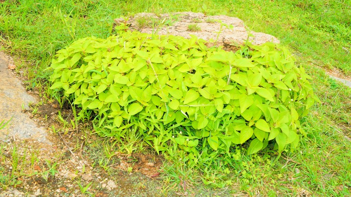 nature