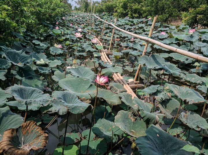 ao sen - cần thơ- vietnam
