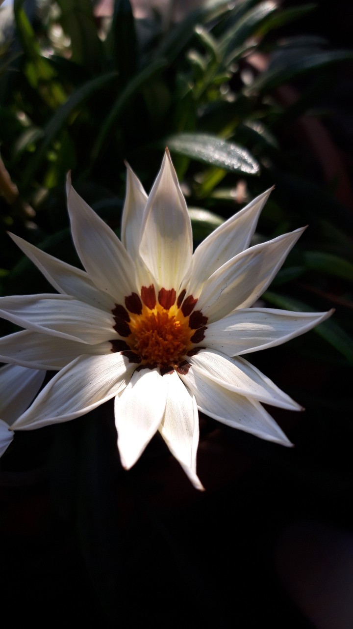 white flower