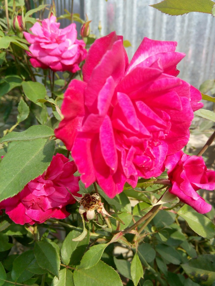 rose