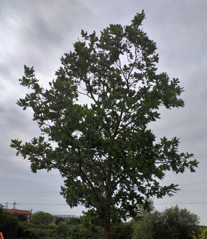 Baum