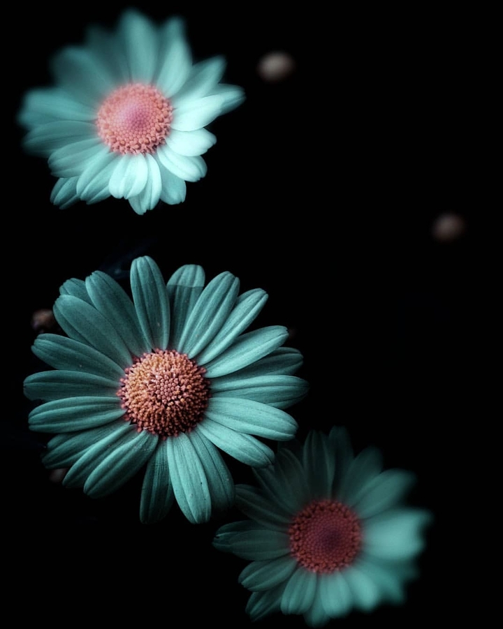 daisy